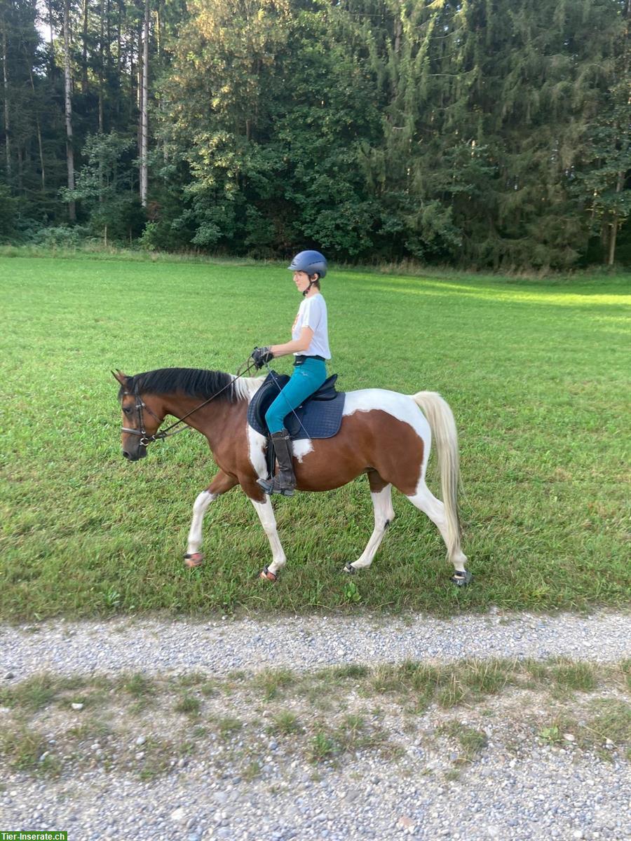 Bild 4: Reitbeteiligung plus 🐴 Pferdeteilung, Nähe von Lyss