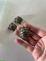 Griechische Landschildkröten (2024) für Aussengehege-Haltung