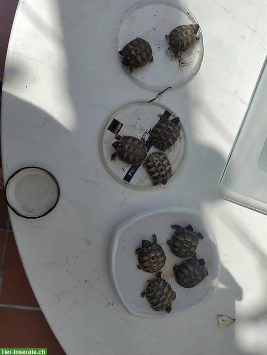 Bild 3: Griechische Landschildkröten (2024) für Aussengehege-Haltung