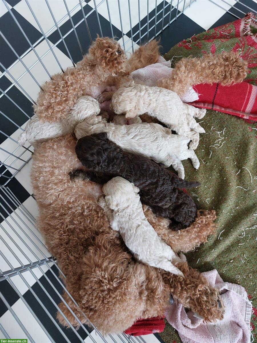Bild 2: Mittelpudel Weibchen sucht ein neues Zuhause