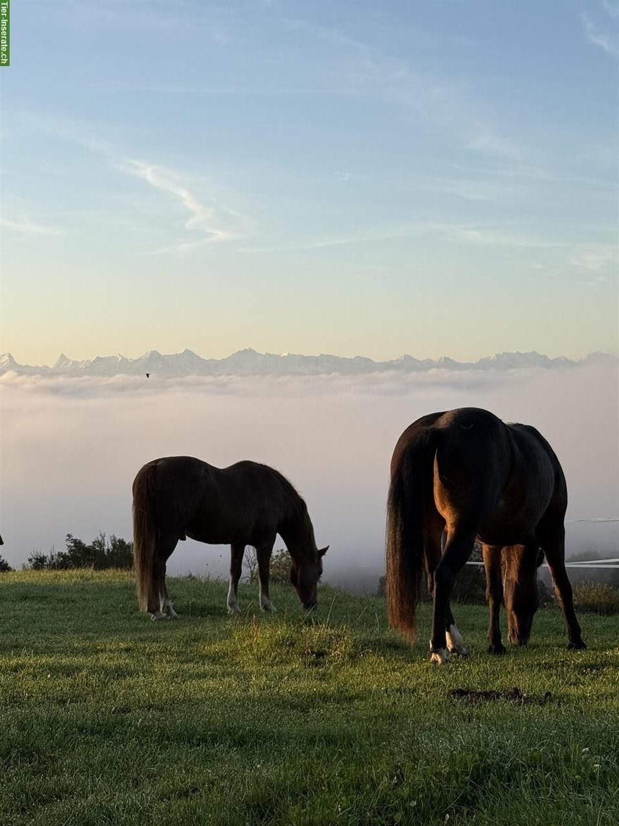 Freie Plätze in Offenstall, Bettlach SO