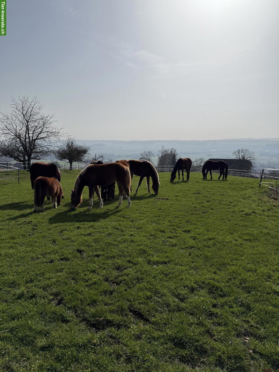 Bild 3: Freie Plätze in Offenstall, Bettlach SO