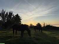 Bieten Fohlenweide/Aufzucht in Bettlach SO
