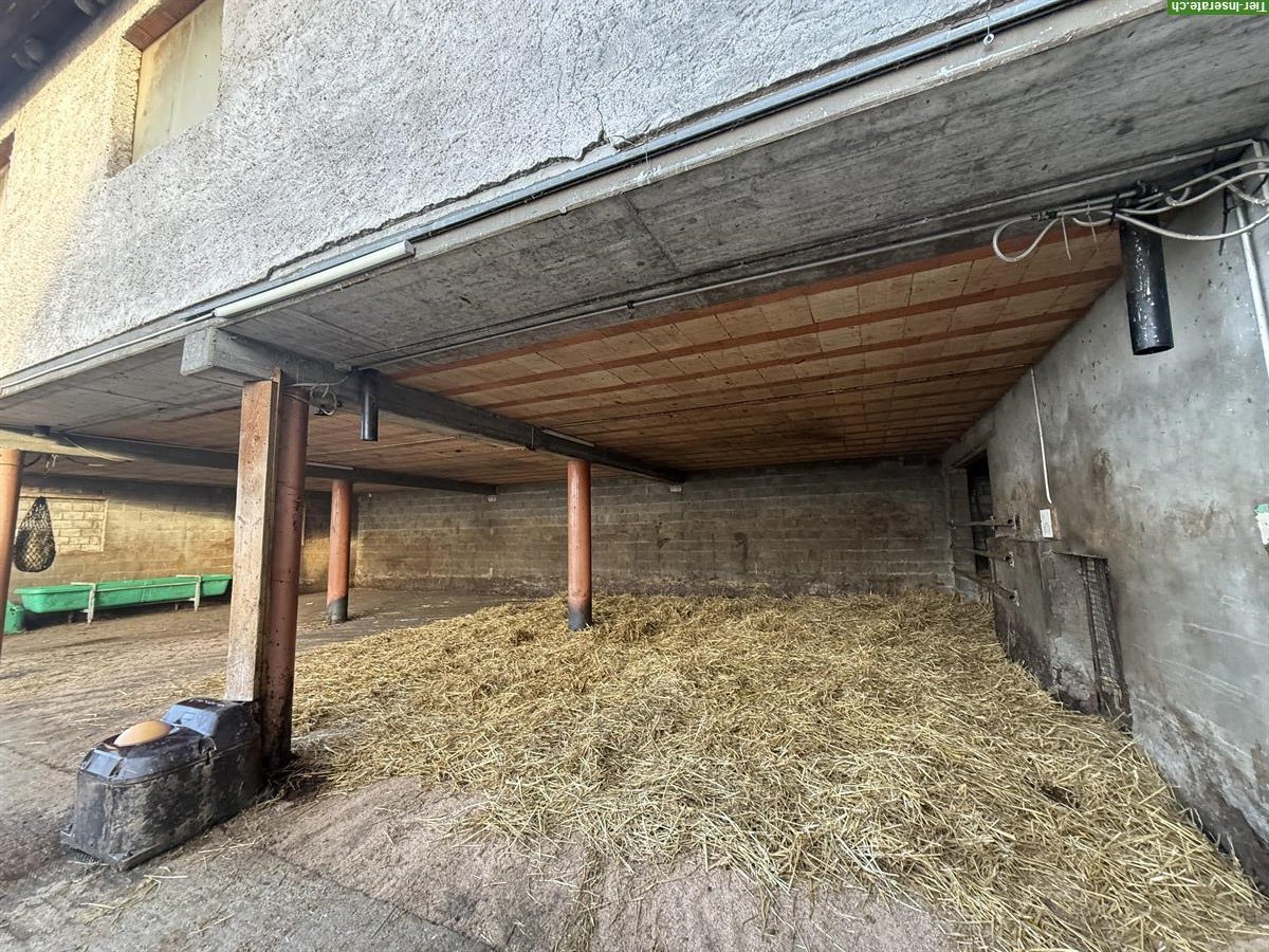 Bild 2: Bieten Fohlenweide/Aufzucht in Bettlach SO