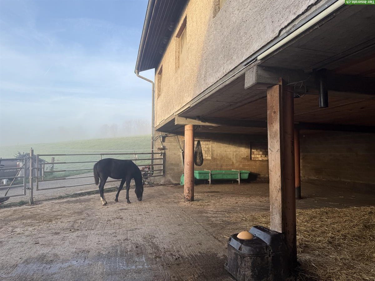 Bild 3: Bieten Fohlenweide/Aufzucht in Bettlach SO