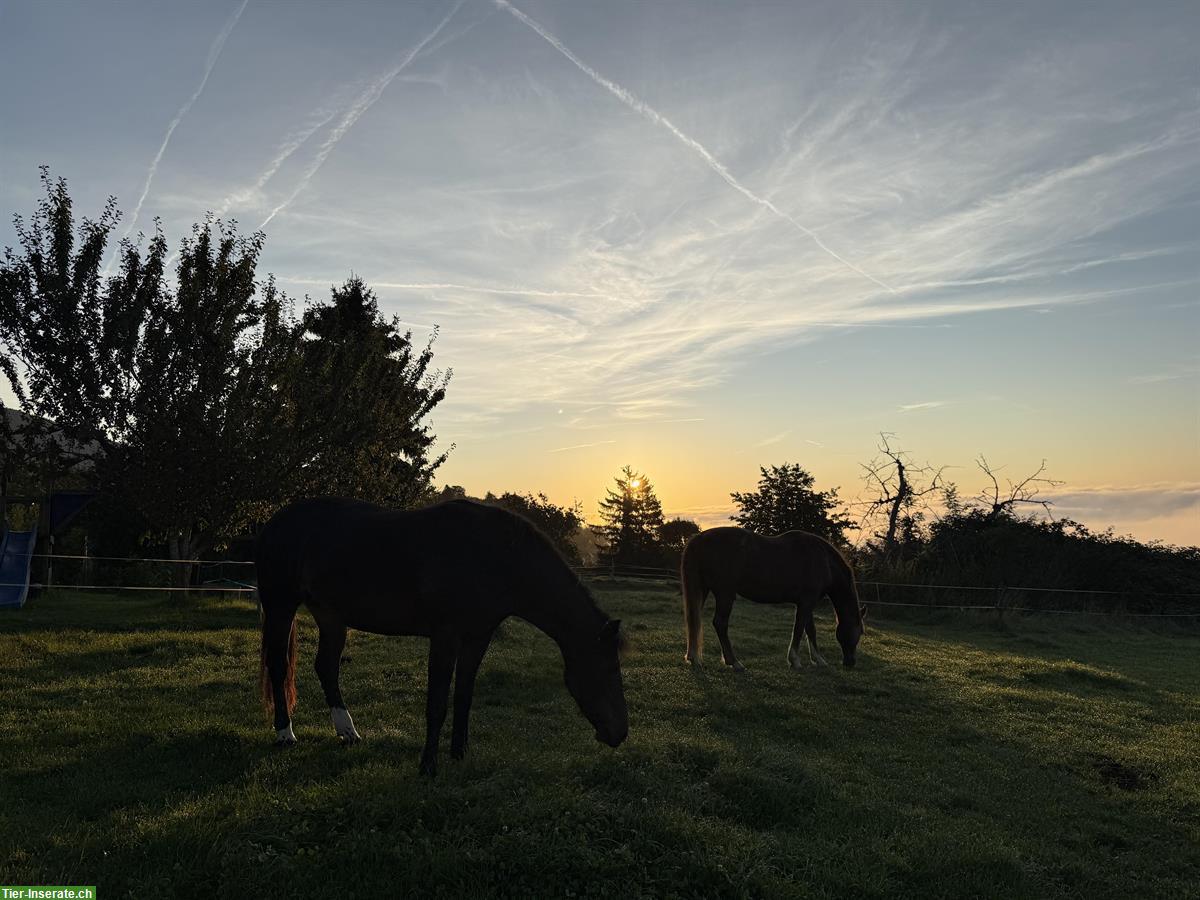 Bild 4: Bieten Fohlenweide/Aufzucht in Bettlach SO