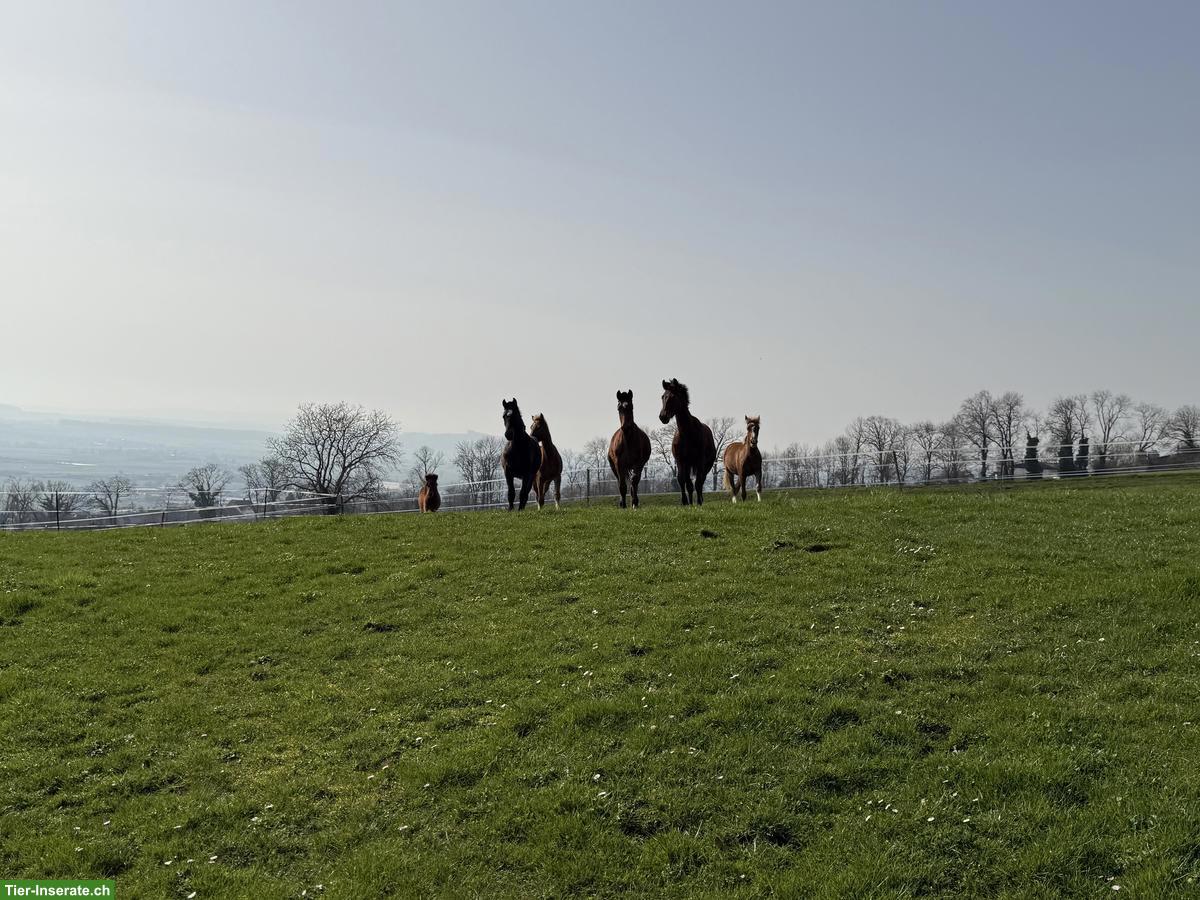 Bild 5: Bieten Fohlenaufzucht in Bettlach SO