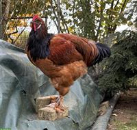 Junghahn abzugeben, Vorwerkhuhn x Brahma