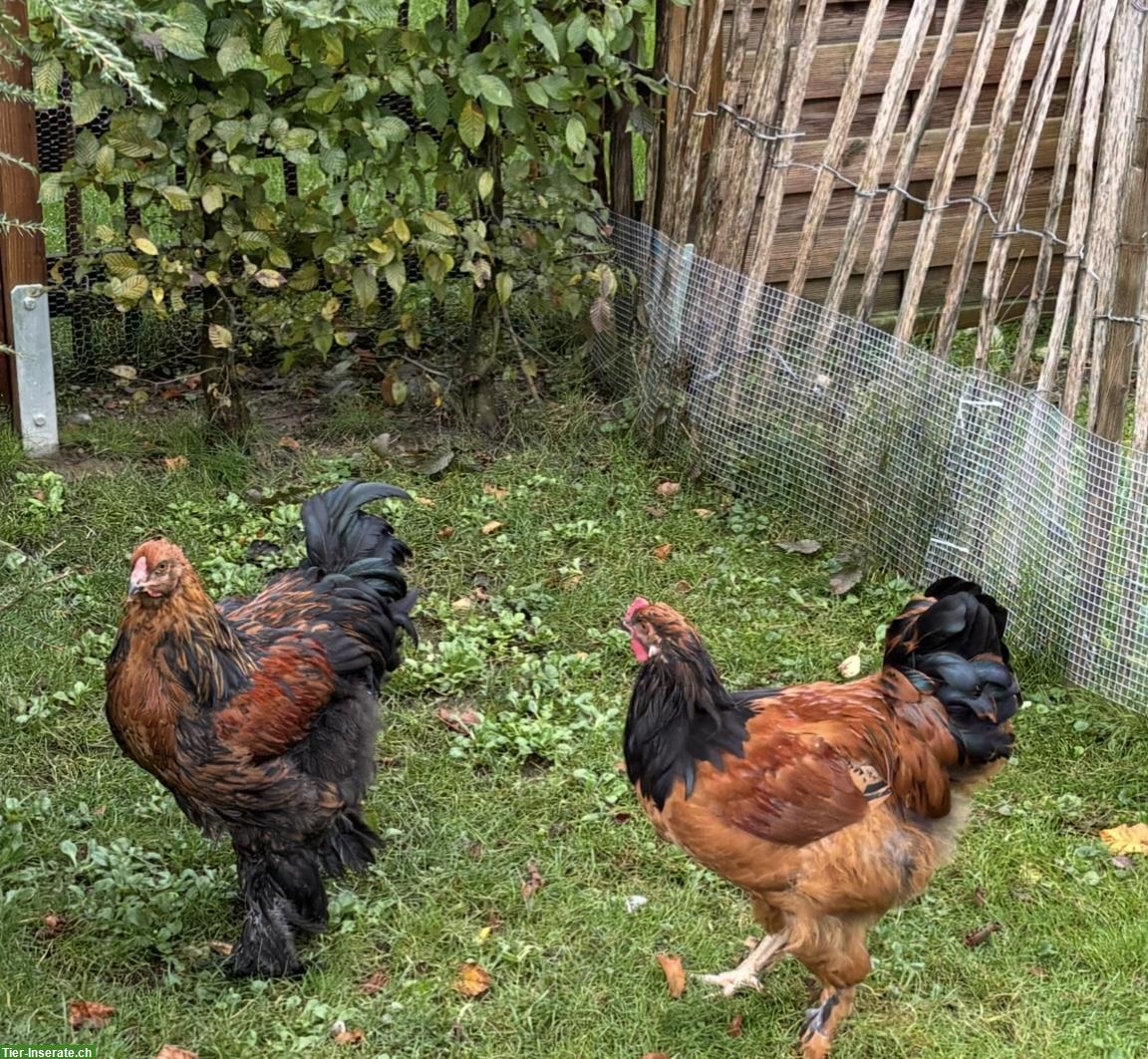 Bild 2: Junghahn abzugeben, Vorwerkhuhn x Brahma