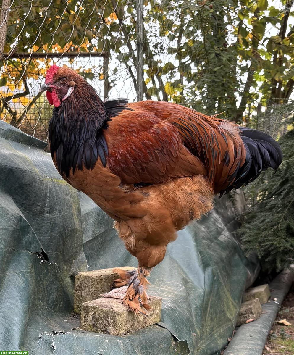 Bild 3: Junghahn abzugeben, Vorwerkhuhn x Brahma