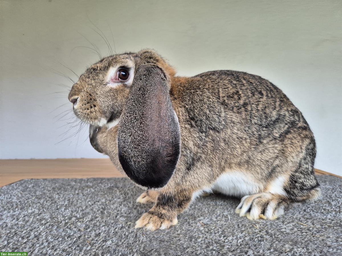 Junge Französische Widder Zibbe zu verkaufen