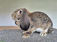 Junge Französische Widder Zibbe zu verkaufen