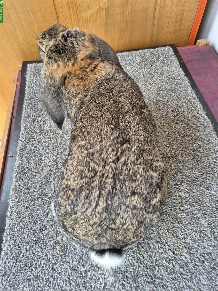 Bild 2: Junge Französische Widder Zibbe zu verkaufen