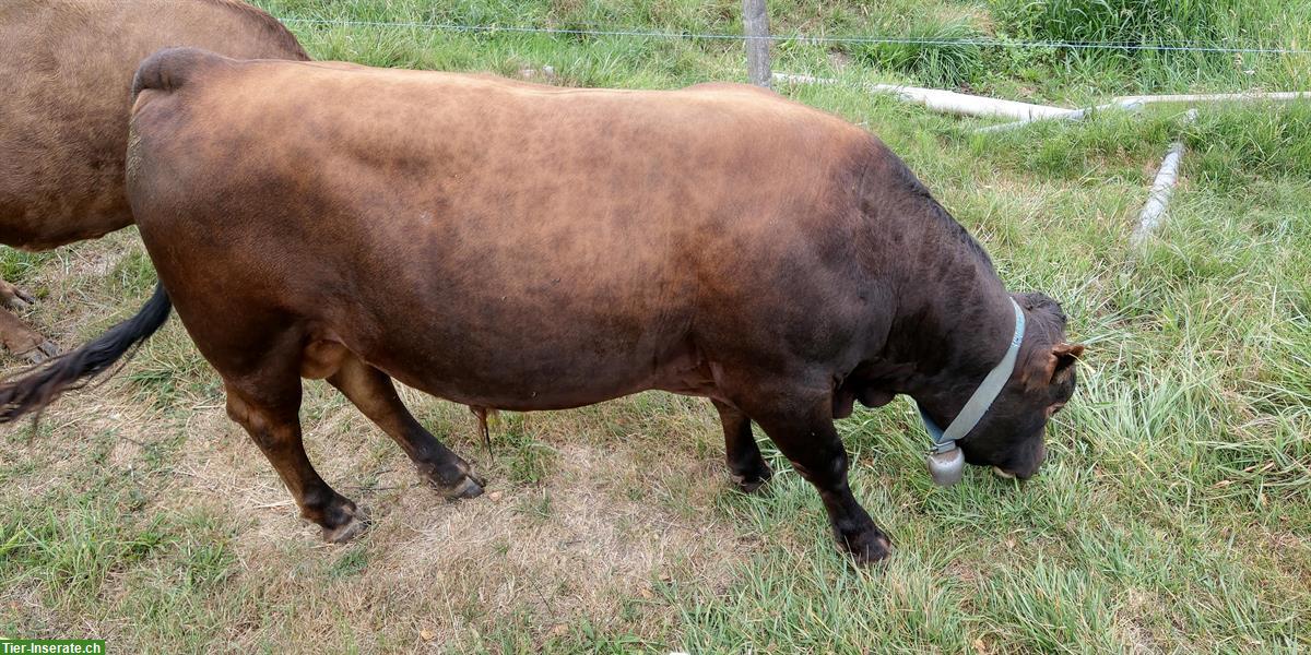 Dexter Stier (hornlos) zu vermieten