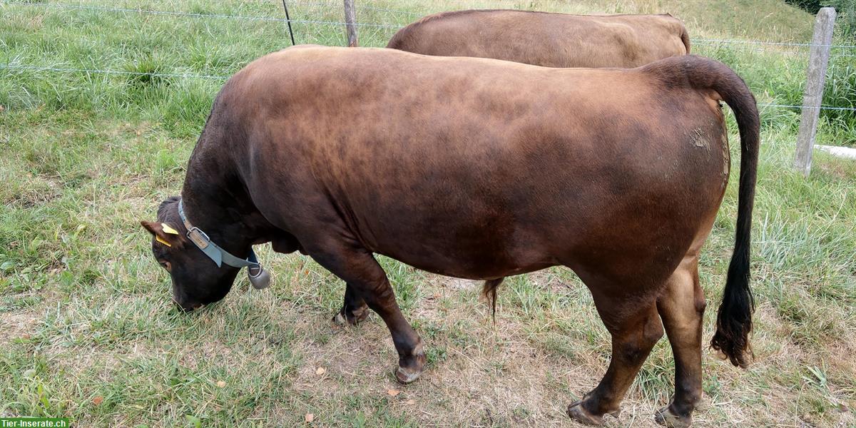 Bild 2: Dexter Stier (hornlos) zu vermieten