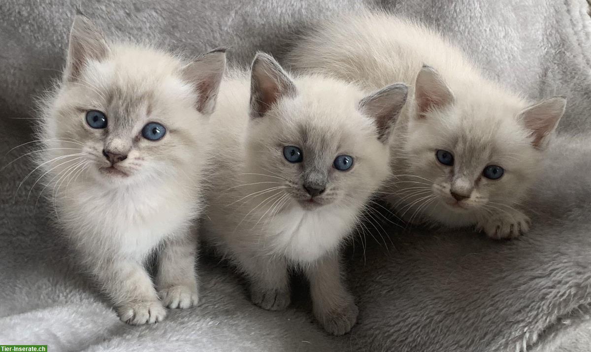 Siam Kitten, reinrassig, Kinder & Hunde gewöhnt