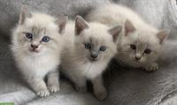 Siam Kitten, reinrassig, Kinder & Hunde gewöhnt