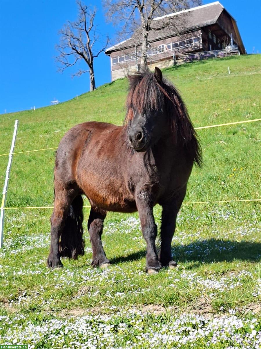 Tolle Shetlandpony Stute, 14-jährig, zu verkaufen