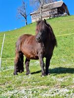 Tolle Shetlandpony Stute, 14-jährig, zu verkaufen