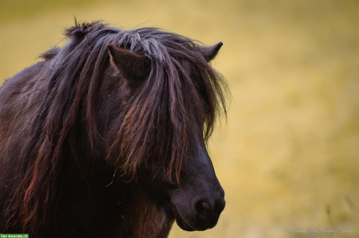 Bild 2: Tolle Shetlandpony Stute, 14-jährig, zu verkaufen