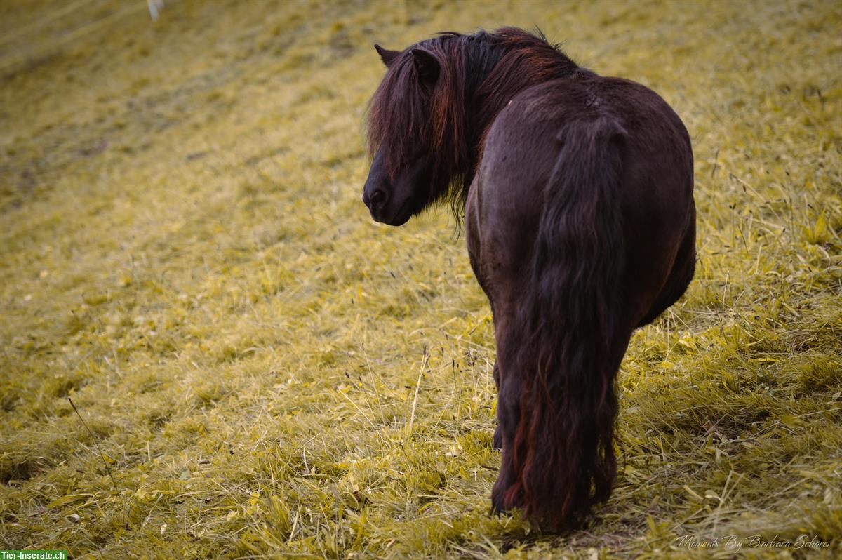 Bild 3: Tolle Shetlandpony Stute, 14-jährig, zu verkaufen
