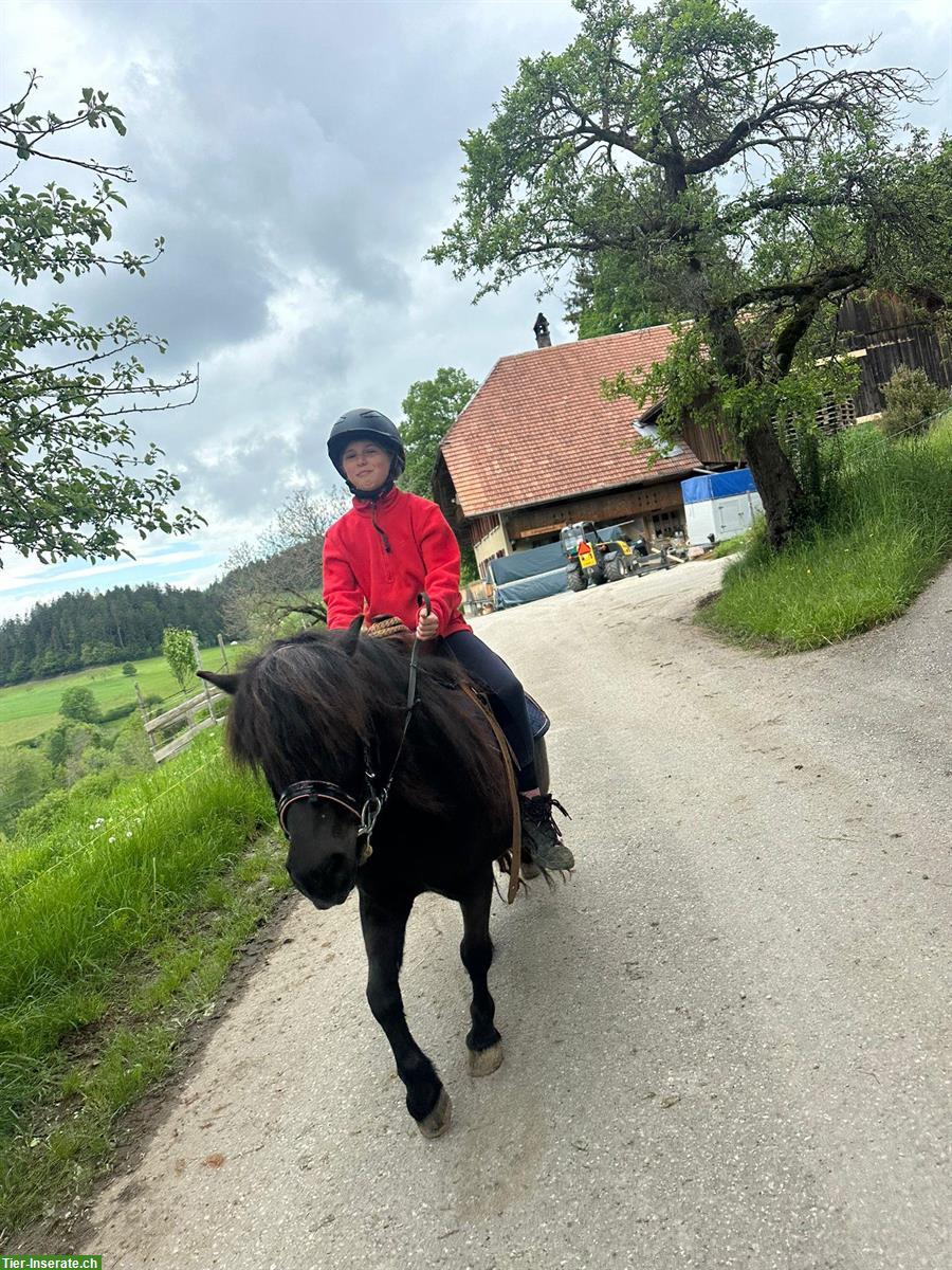 Bild 4: Tolle Shetlandpony Stute, 14-jährig, zu verkaufen