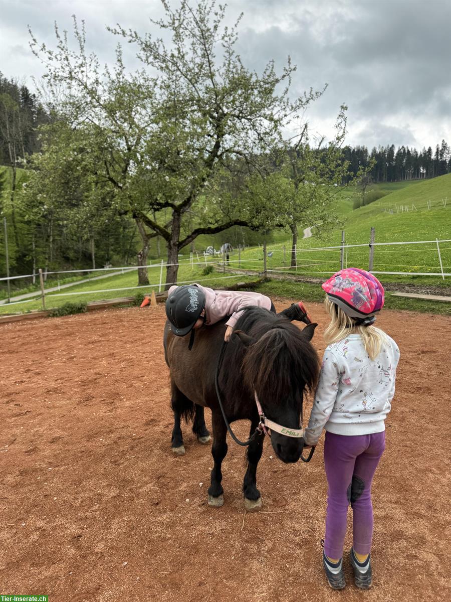 Bild 5: Tolle Shetlandpony Stute, 14-jährig, zu verkaufen