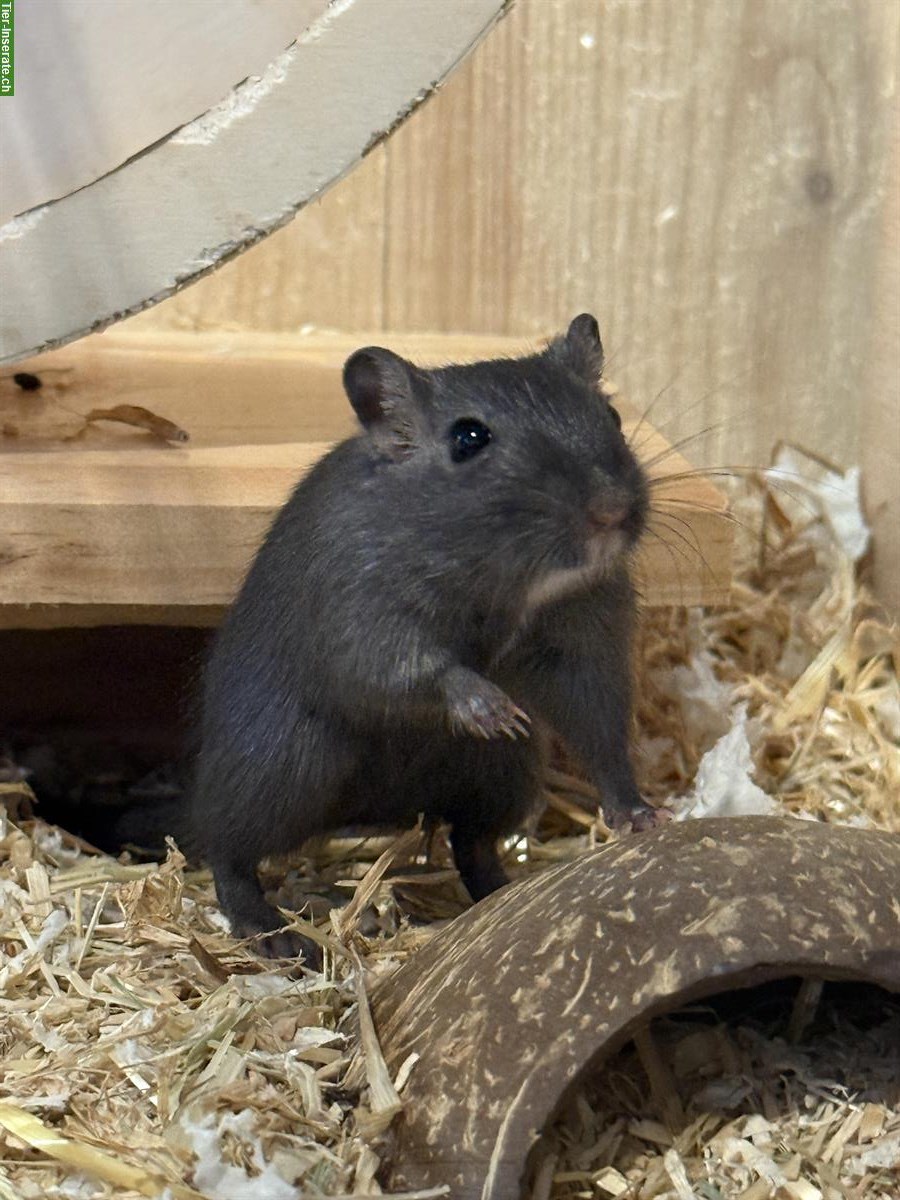 Bild 5: Mongolische Rennmäuse, schwarz & schwarz-weiss
