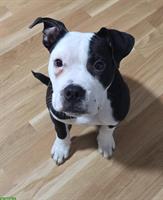 American Staffordshire Terrier Jungrüde