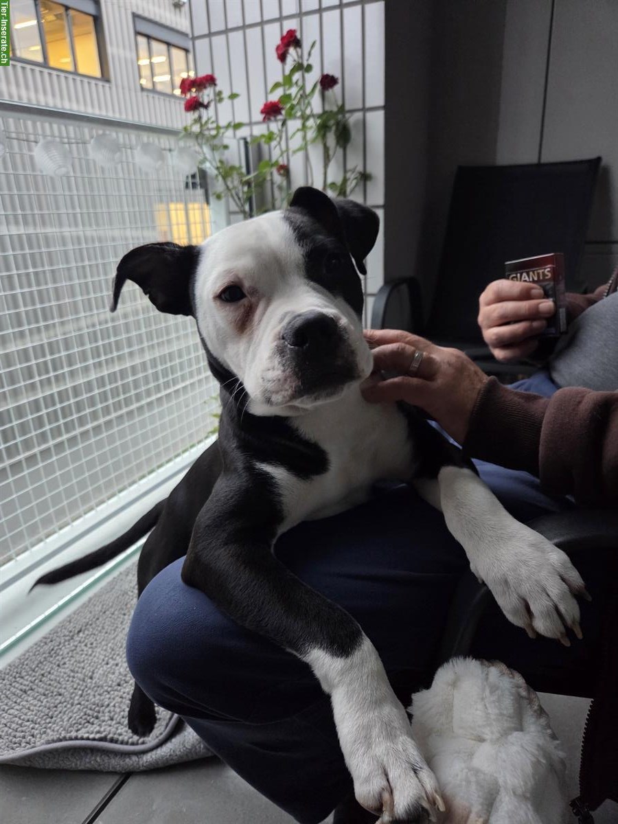 Bild 2: American Staffordshire Terrier Jungrüde