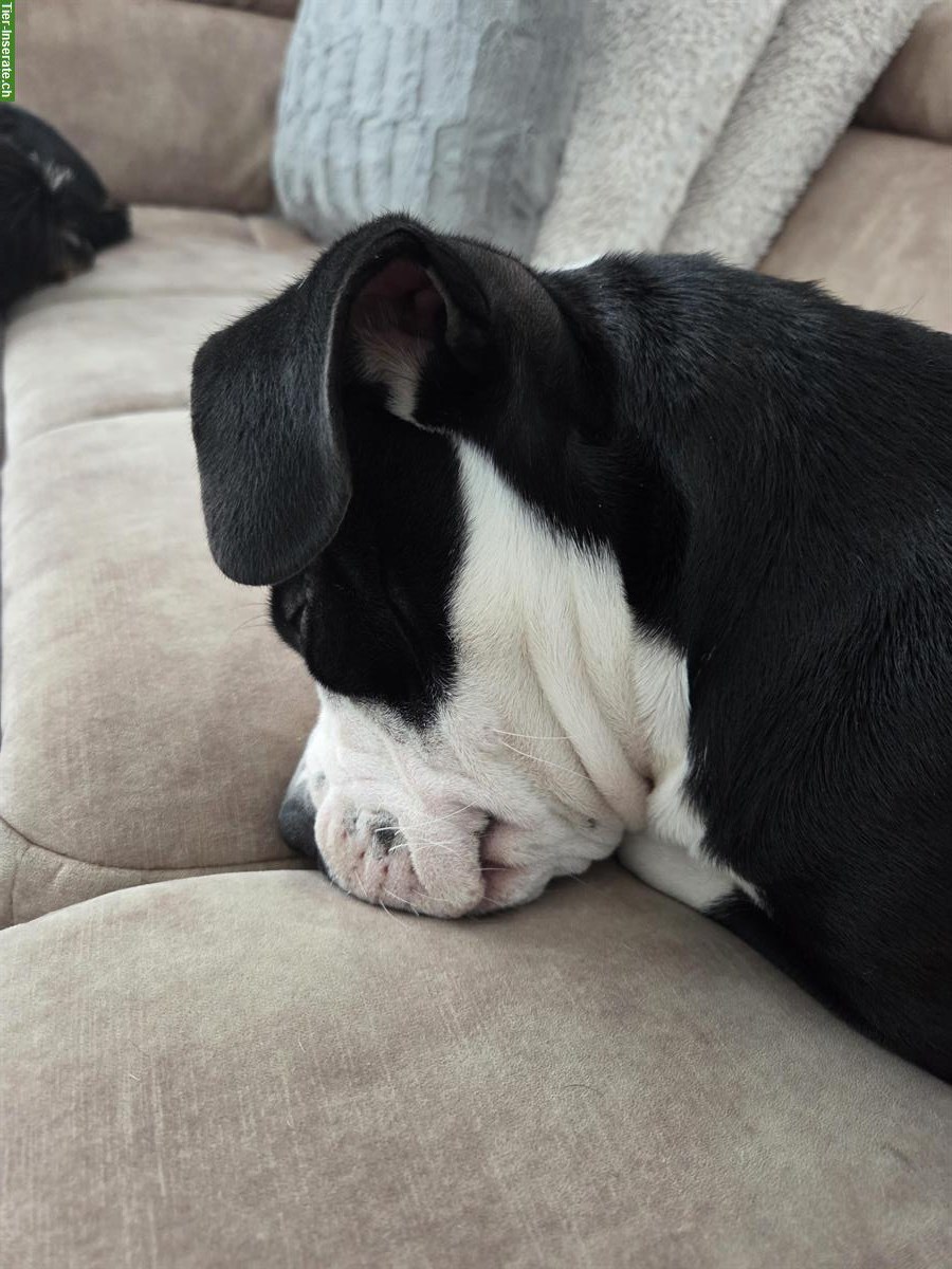 Bild 3: American Staffordshire Terrier Jungrüde