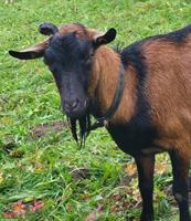 Gemsfarbiger Gebirgsziegenbock zu verkaufen, mit Papieren