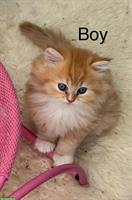 Reinrassige Perser Kitten mit Nase