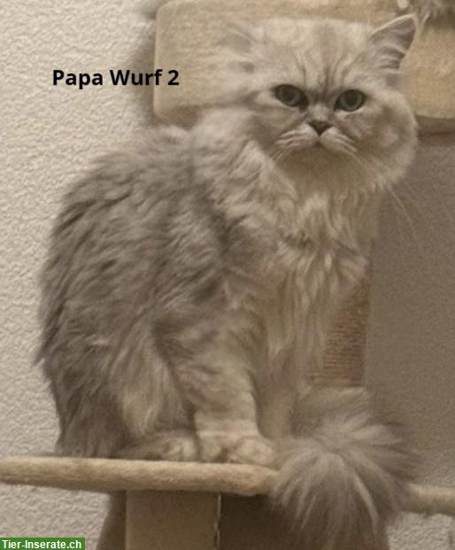 Bild 10: Reinrassige Perser Kitten mit Nase