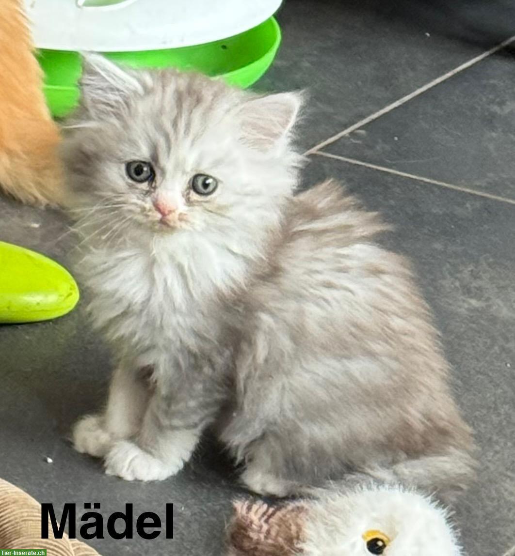 Bild 2: Reinrassige Perser Kitten mit Nase