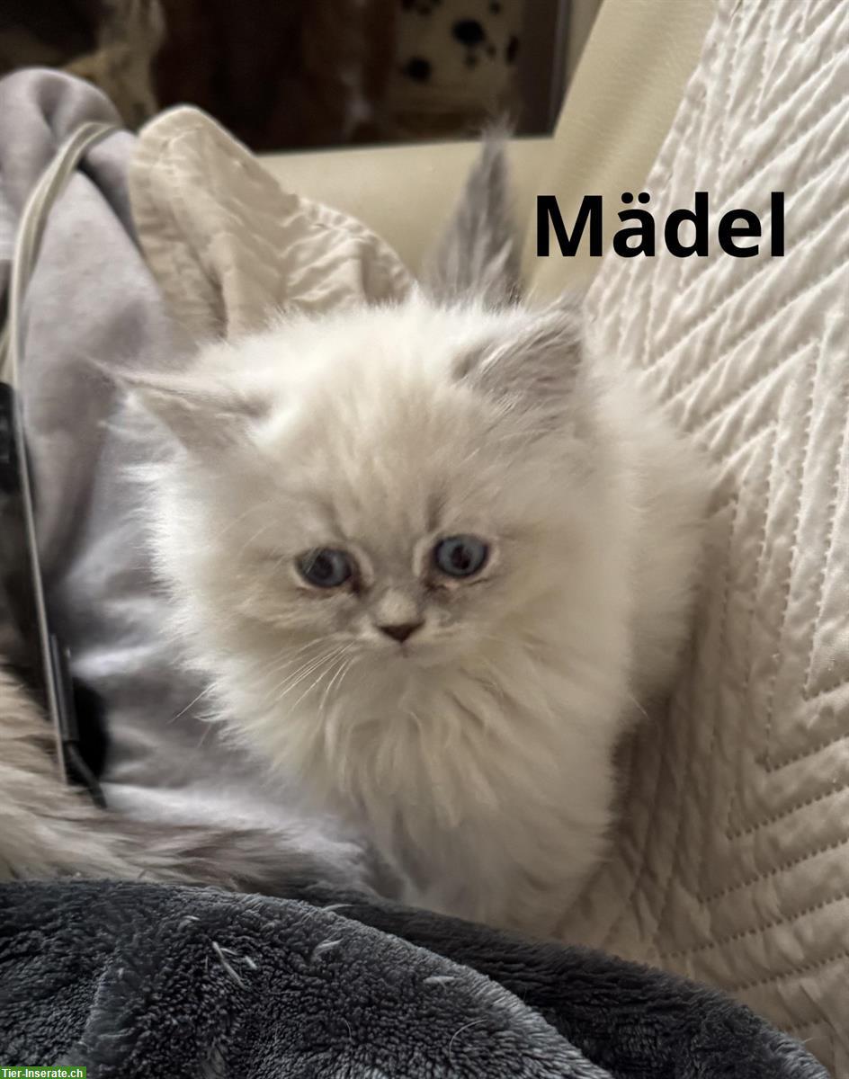 Bild 5: Reinrassige Perser Kitten mit Nase