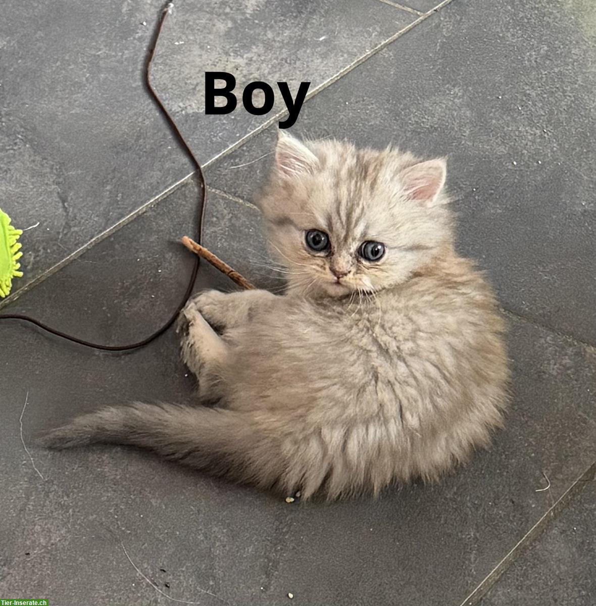 Bild 6: Reinrassige Perser Kitten mit Nase