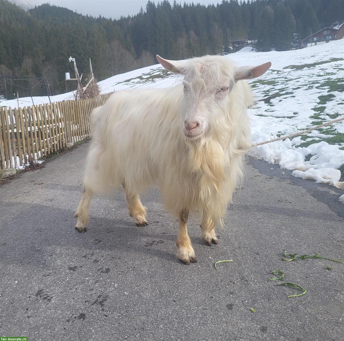 Appenzeller Ziegenbock mit Papieren zu verkaufen