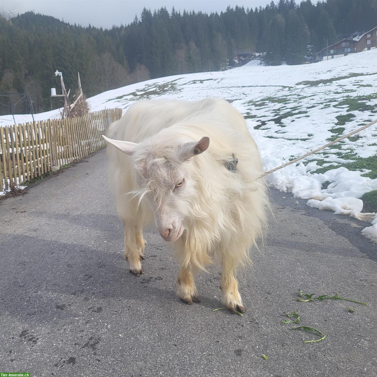 Bild 2: Appenzeller Ziegenbock mit Papieren zu verkaufen