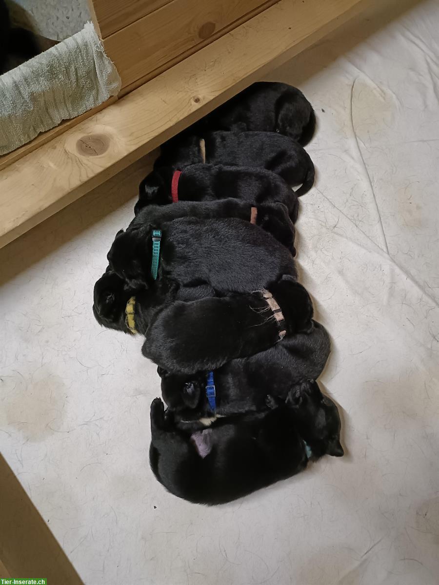 Bild 2: Schwarze Labrador Welpen zu verkaufen
