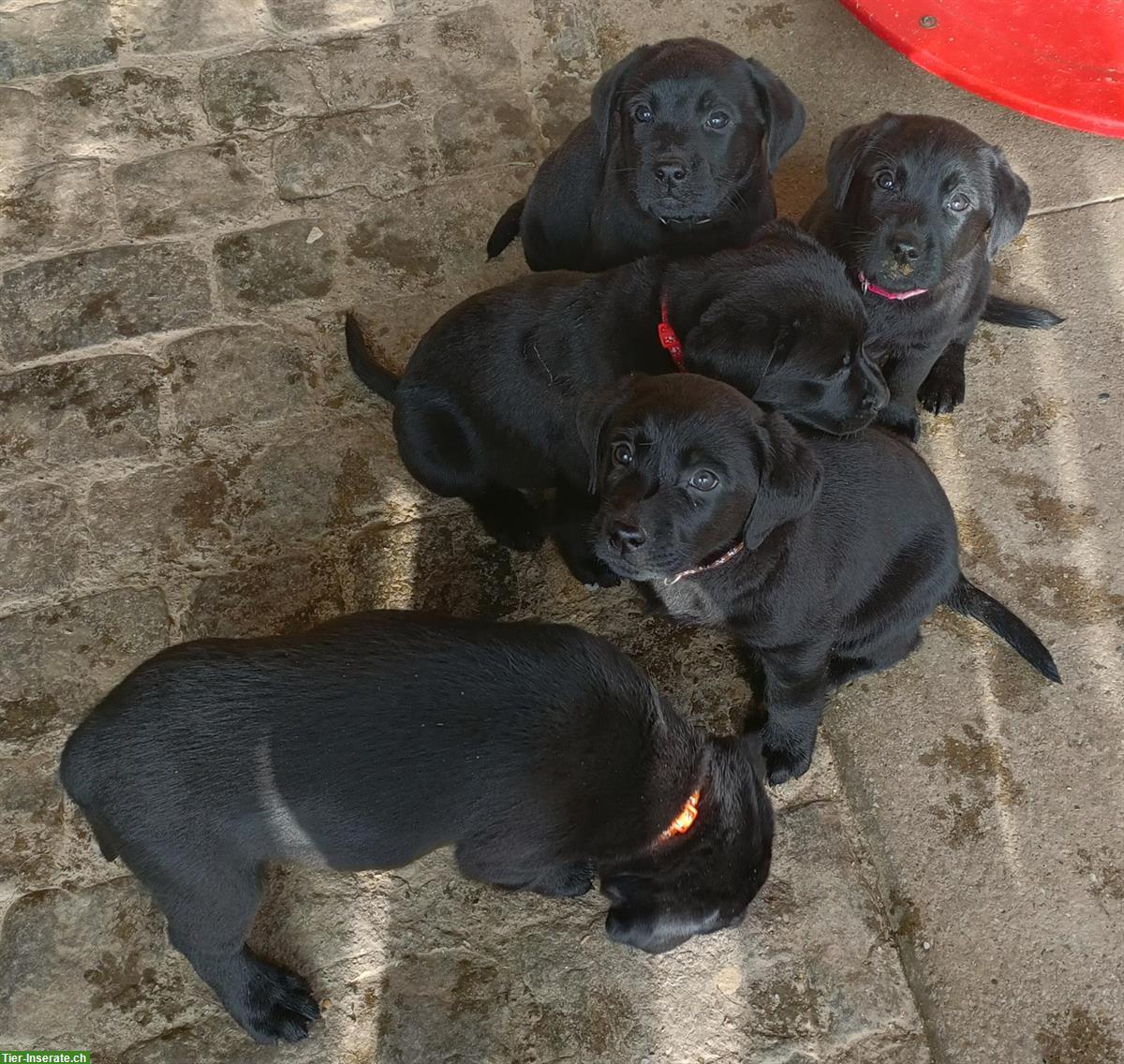 Bild 4: Schwarze Labrador Welpen zu verkaufen