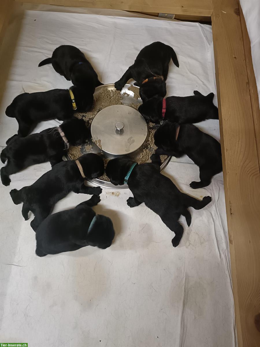 Bild 6: Schwarze Labrador Welpen zu verkaufen