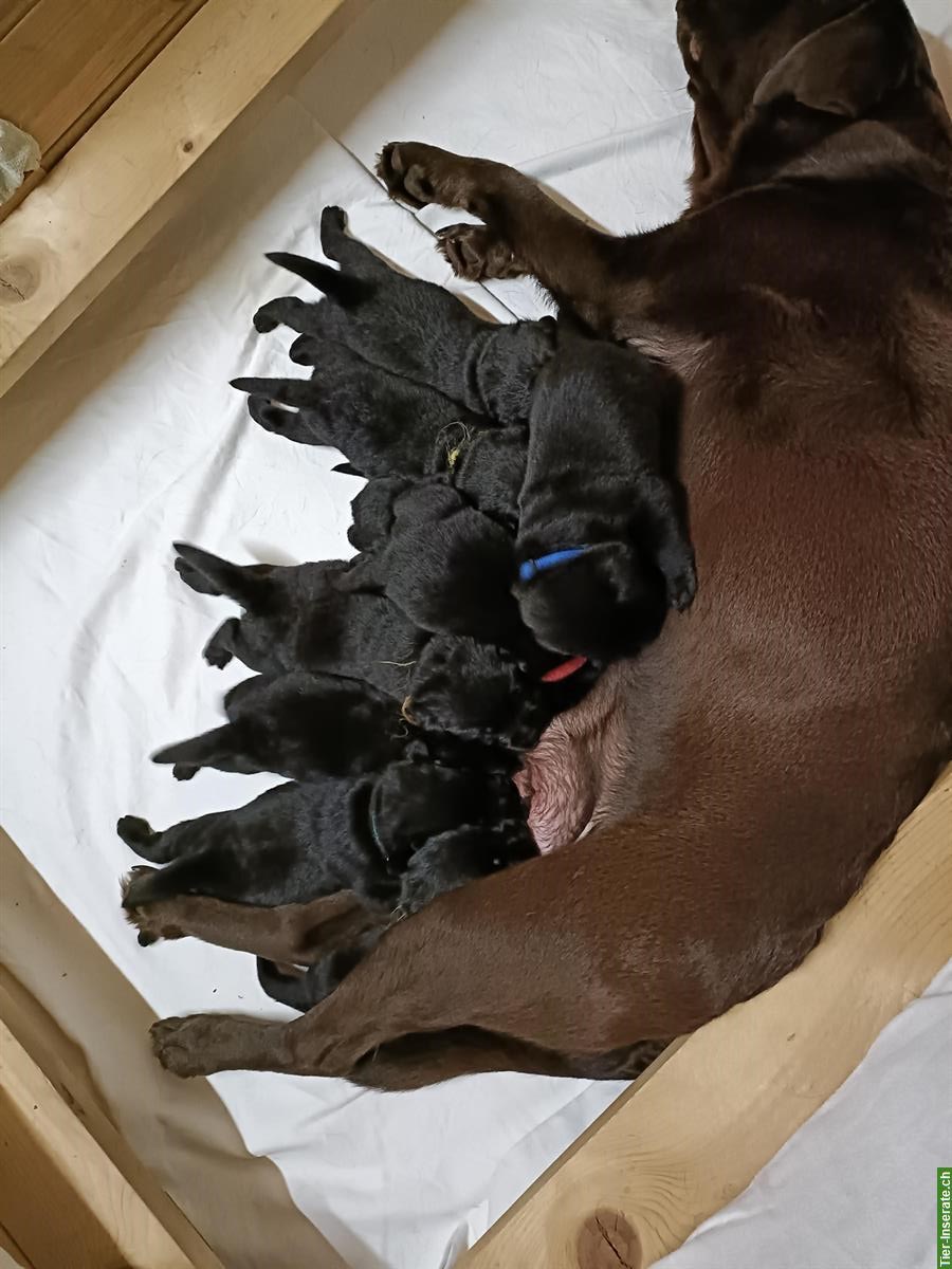Bild 7: Schwarze Labrador Welpen zu verkaufen