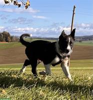 Border Collie Mix Welpen zu verkaufen