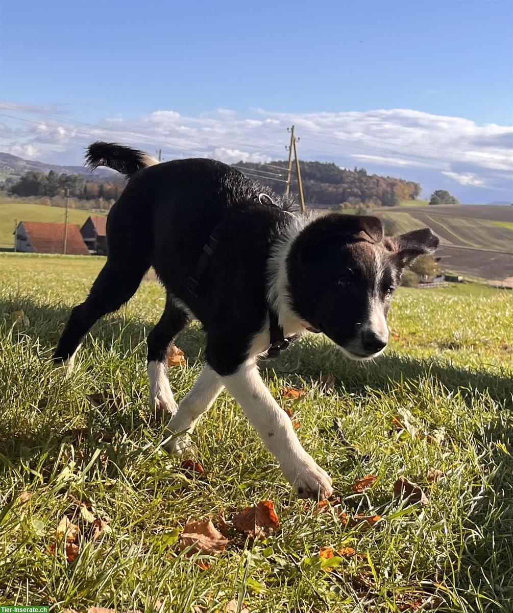 Bild 2: Border Collie Mix Welpen zu verkaufen