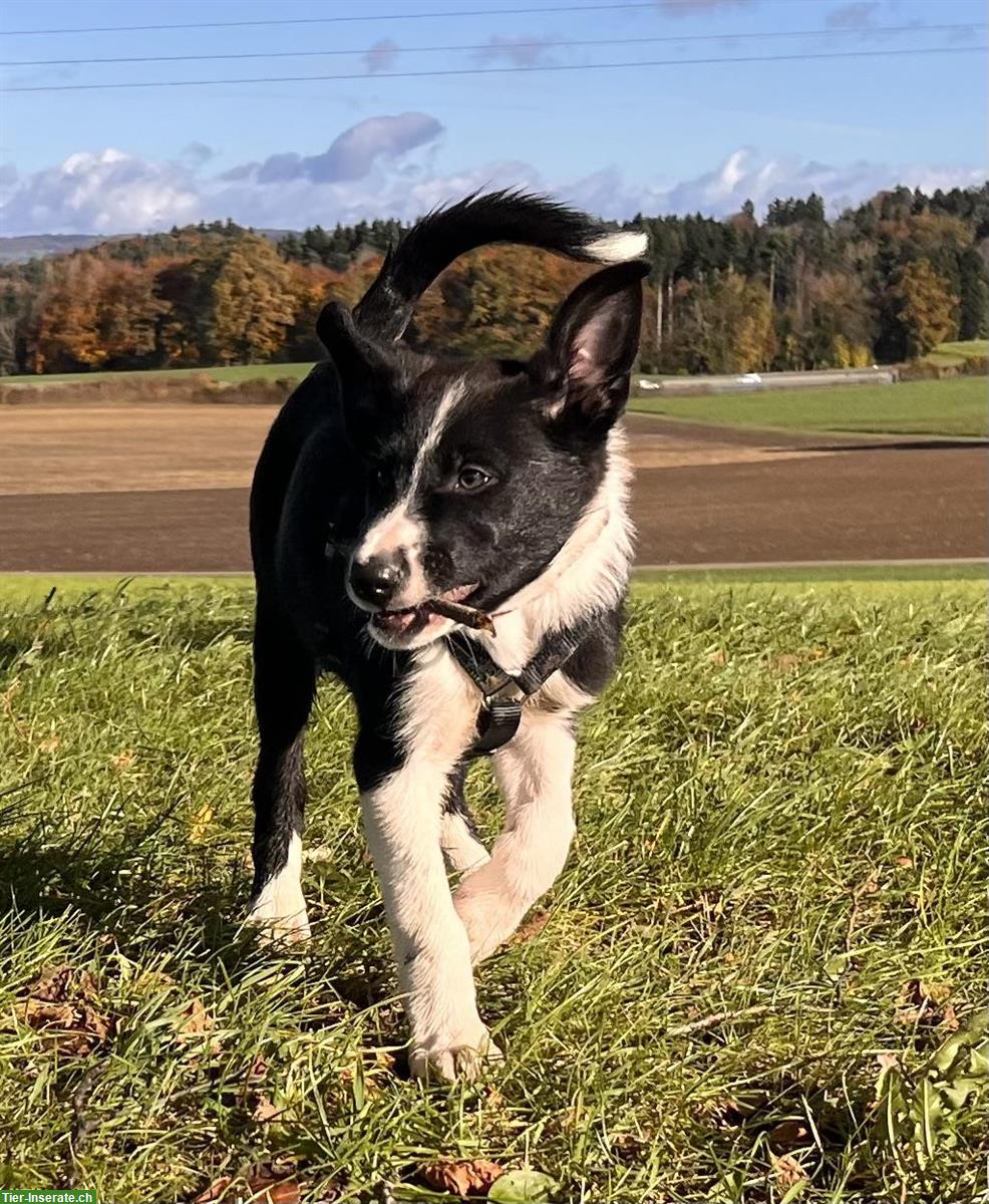 Bild 3: Border Collie Mix Welpen zu verkaufen