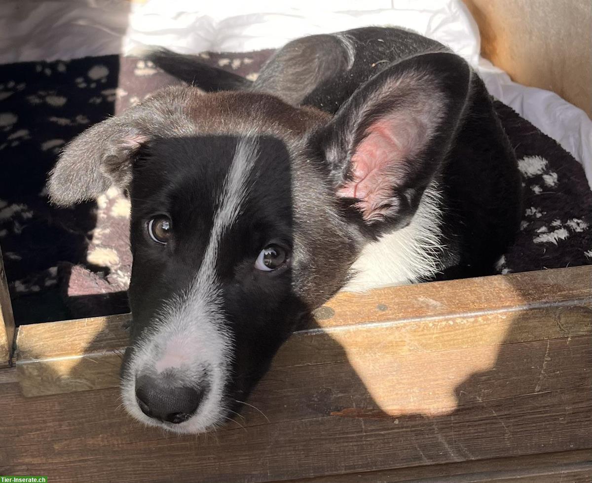 Bild 4: Border Collie Mix Welpen zu verkaufen