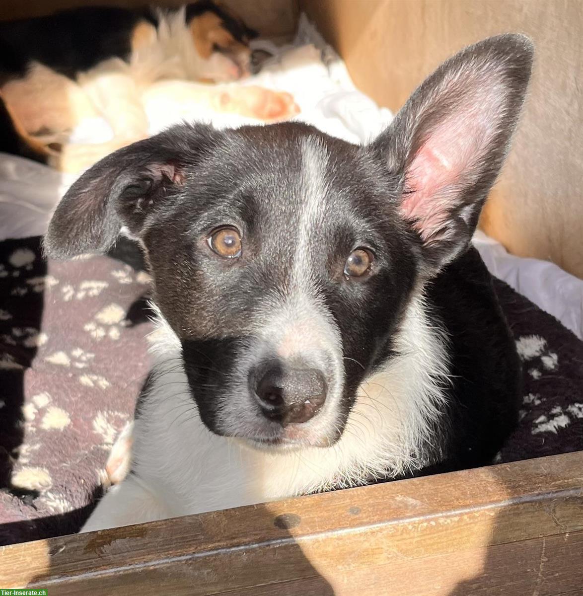 Bild 5: Border Collie Mix Welpen zu verkaufen