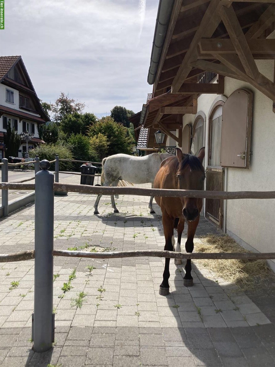 Bild 4: 2-3 freie Pensionsplätze in familiären 4er Offenstall, Stallikon ZH