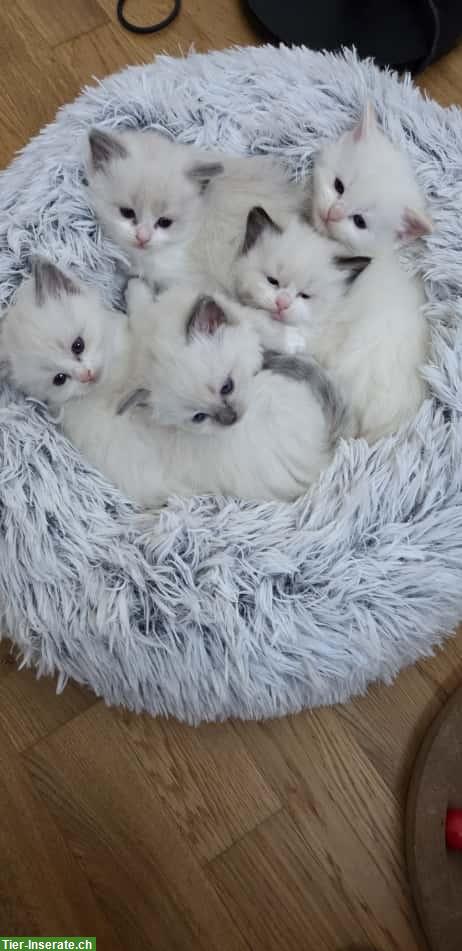 Wunderschöne Ragdoll Kitten, Kater suchen ein Zuhause